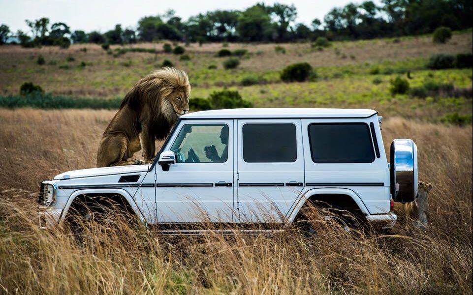 狮语者与狮子为梅赛德斯-奔驰amg50周年代言_哔哩哔哩 (゜-゜)つロ
