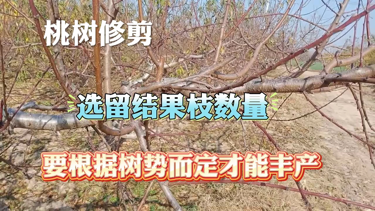 桃树结果枝如何选留?哔哩哔哩bilibili