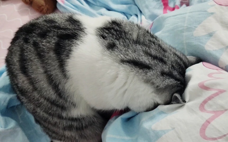 埋头苦睡的小猫咪