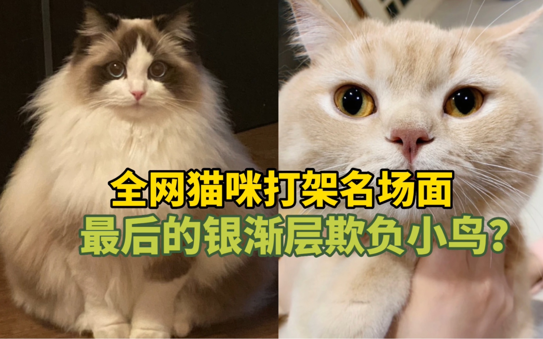 《全网的猫咪打架名场面》最后的银渐层欺负小鸟?哔哩哔哩bilibili