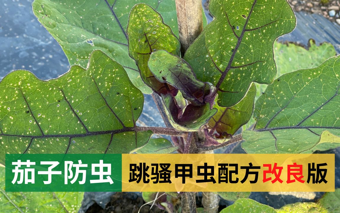 茄子种植,防治跳骚甲虫配方改良版哔哩哔哩bilibili