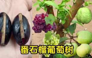 Download Video: 葡萄果实不从藤上长出来而是从树上结出来