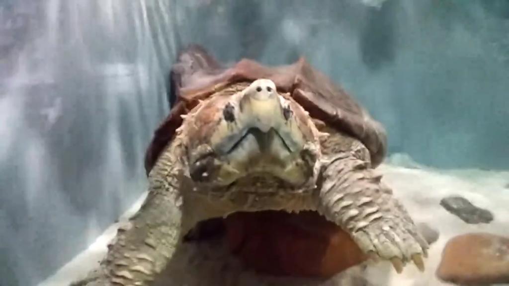 圈养西部大鳄龟