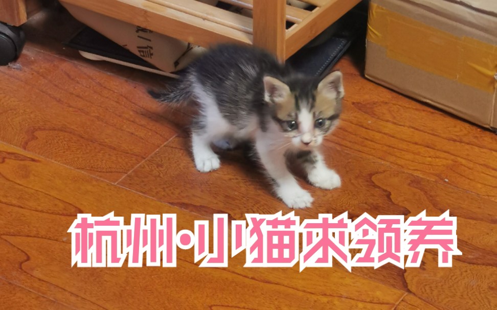 猫咪求领养,坐标杭州哔哩哔哩bilibili