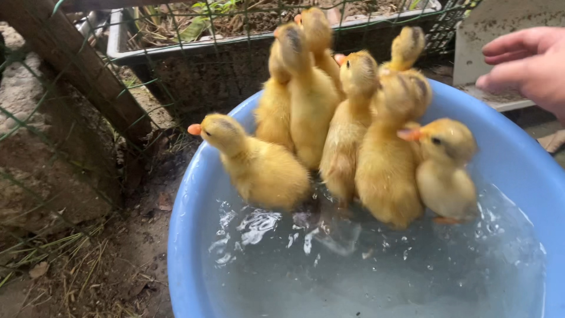 小鸭子有多喜欢游泳
