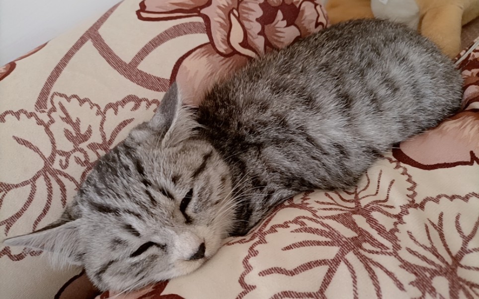 超可爱的灰色狸花猫,流浪猫从此不流浪了