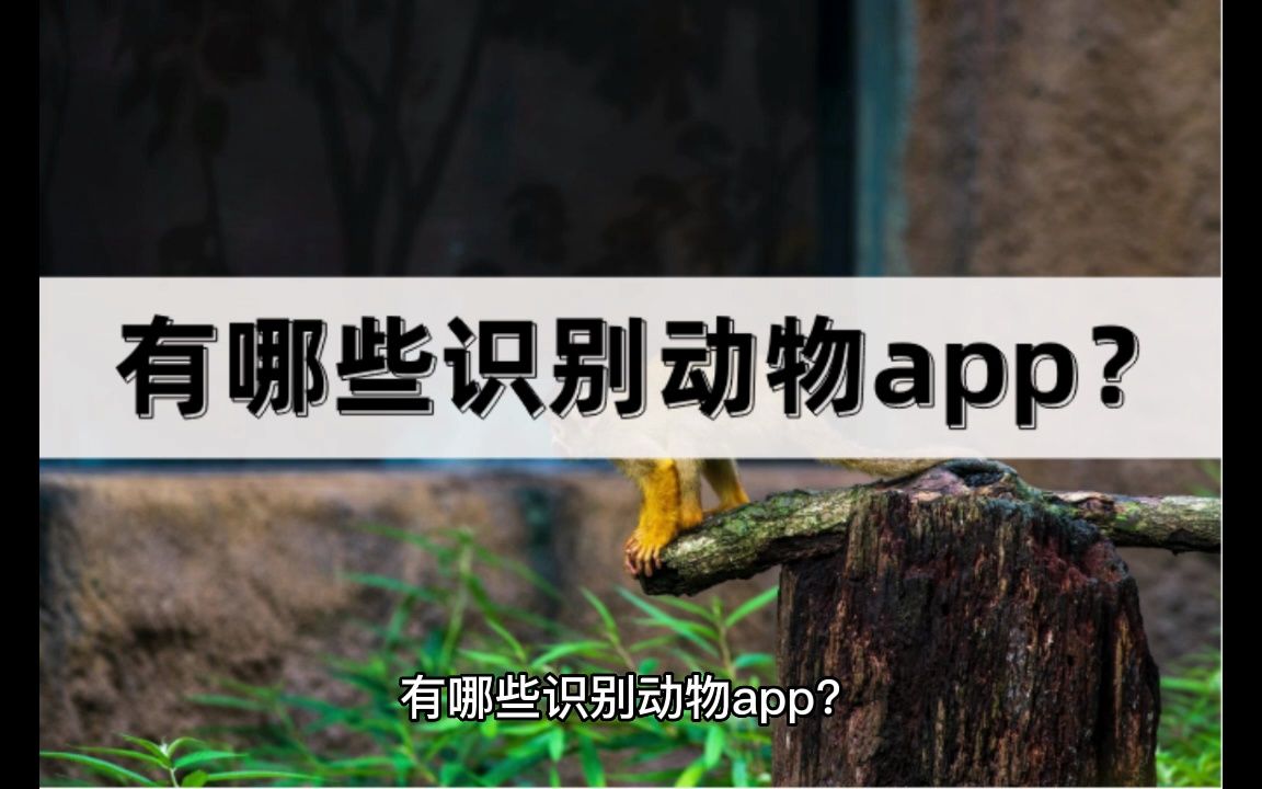 有哪些识别动物app?用这几款工具来搞定哔哩哔哩bilibili