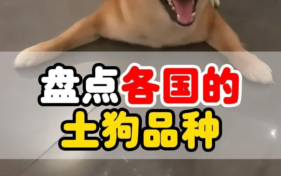 盘点各国土狗品种,你知道几个?哔哩哔哩bilibili