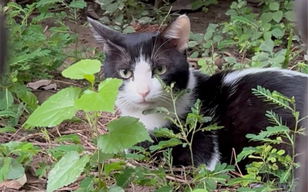 鸡掰猫表情包图片