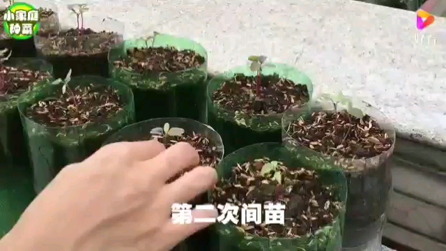 用完的可乐瓶种菜,3