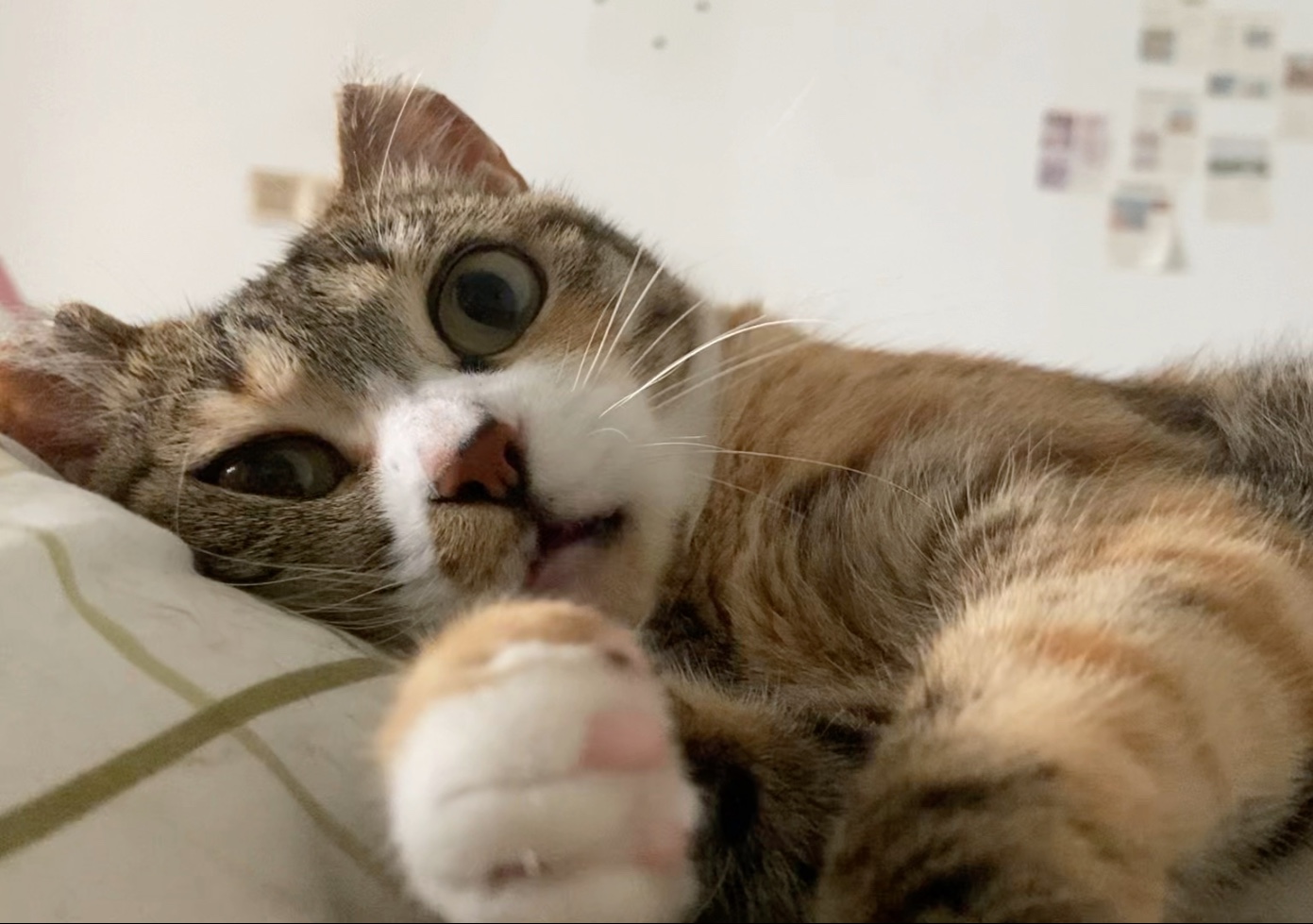 我是睡眼惺忪小猫咪