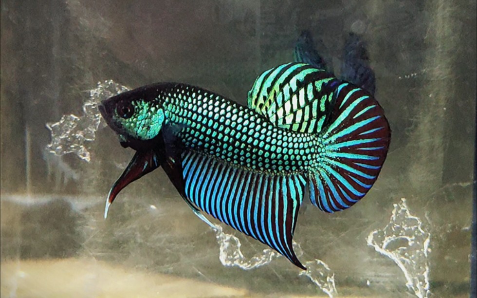 泰国原斗马哈彩