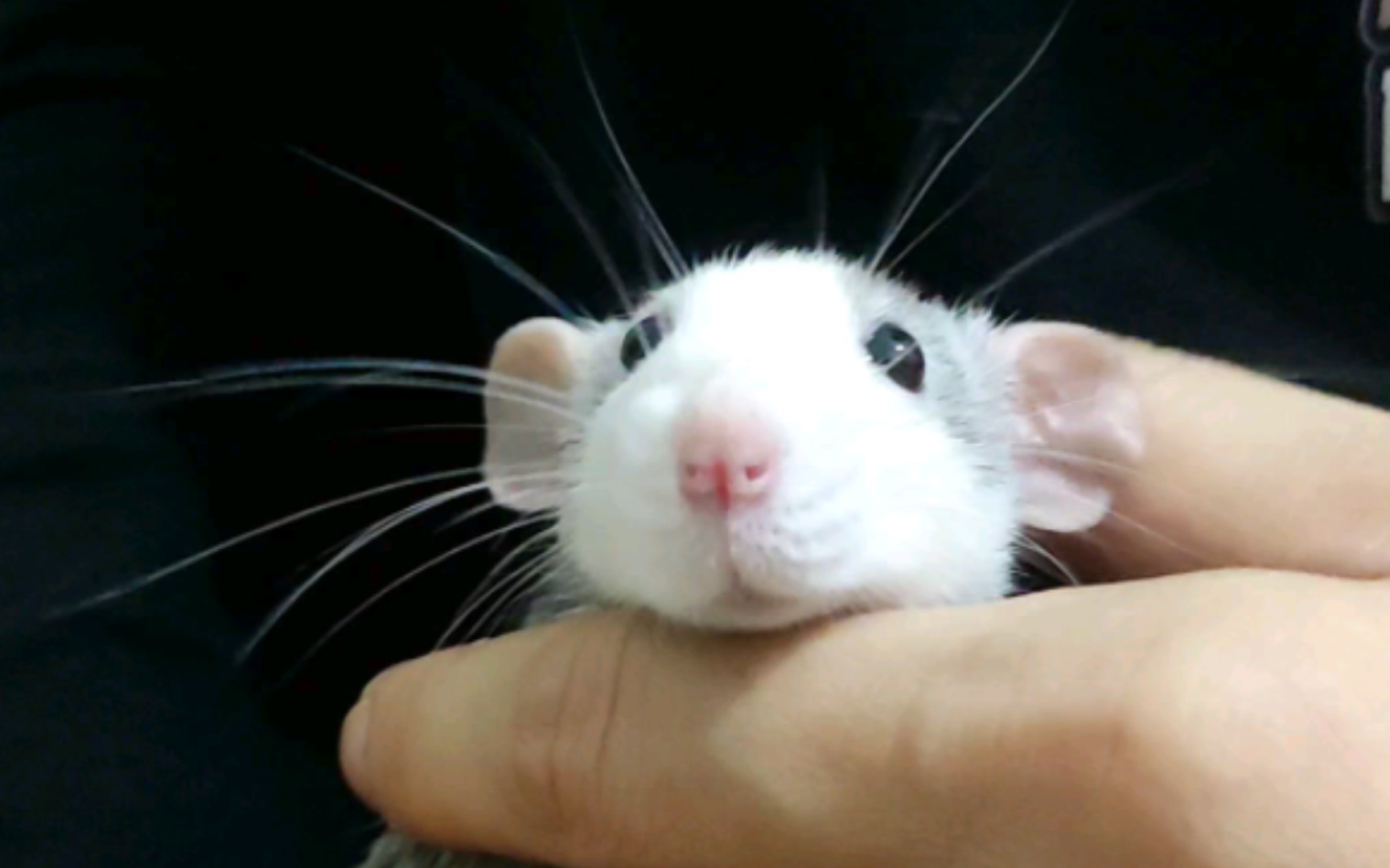 【花枝鼠】呆不了几秒钟的小可爱