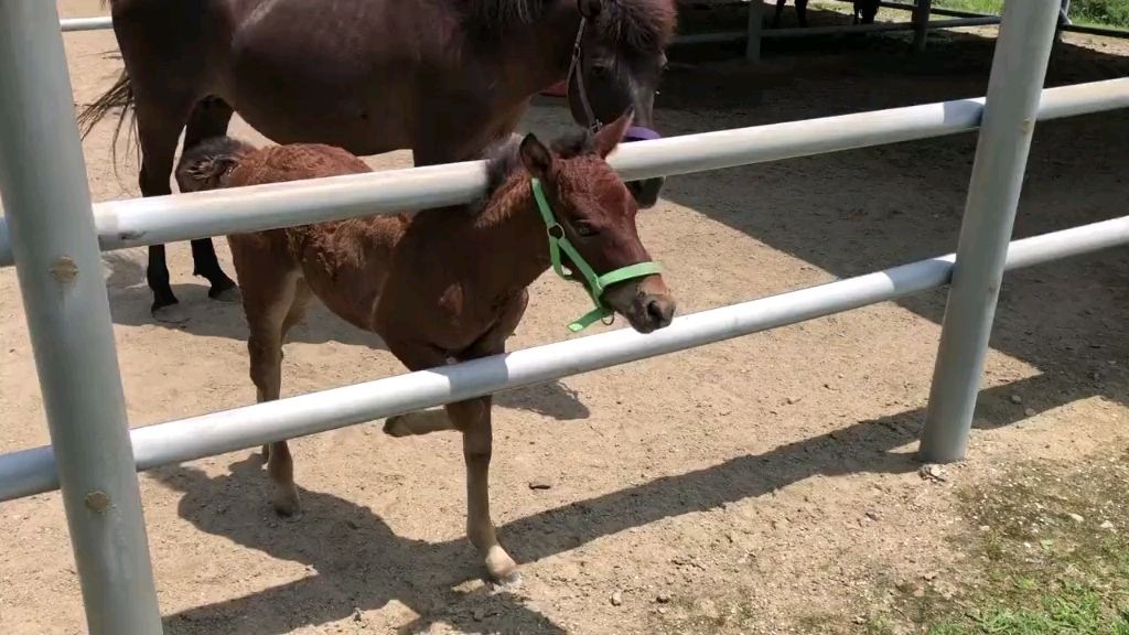 小马把自己卡在栏杆中间挠痒痒