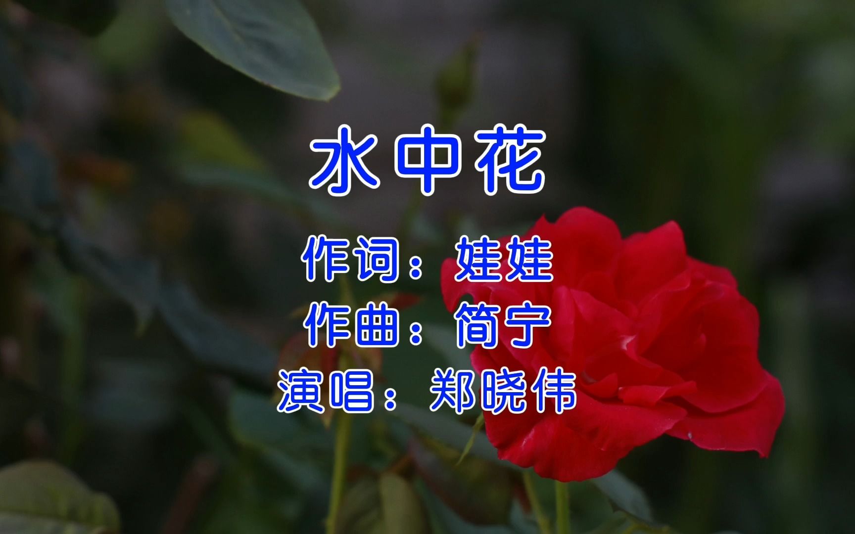 水中花 郑晓伟哔哩哔哩bilibili