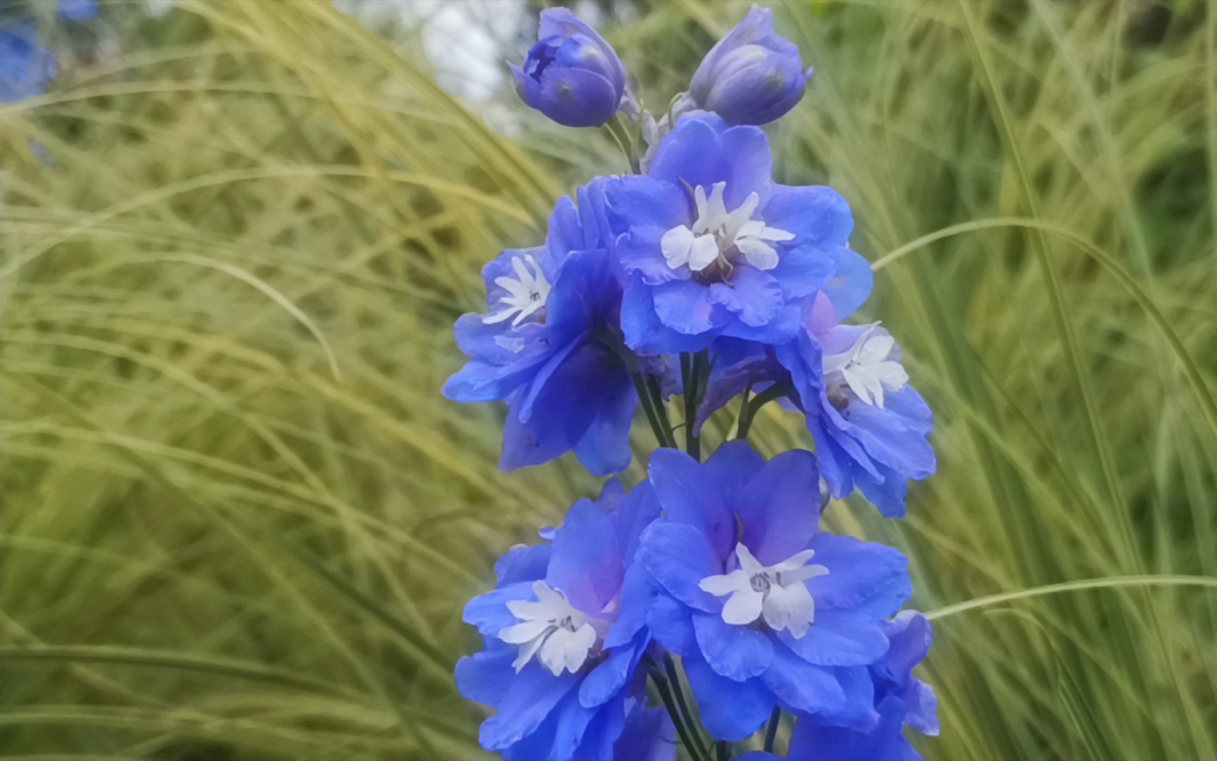 高翠雀花图片图片