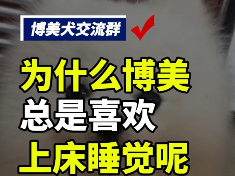 你们家博美喜欢在哪睡觉?让我数数评论区有没有99只喜欢床上睡觉的博美?#博美交流群 #博美群聊 #全国博美交流群 #上海博美交流群 #博美宝宝 #博美...