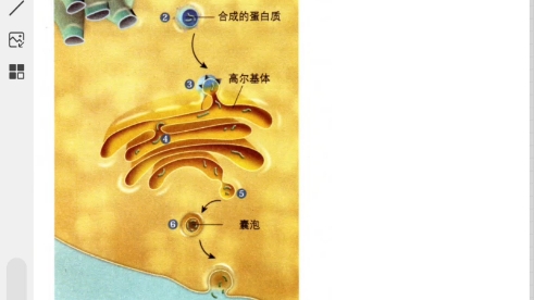 【高中生物必修一】分泌蛋白合成过程.高中生,按课本插图讲的哔哩哔哩bilibili