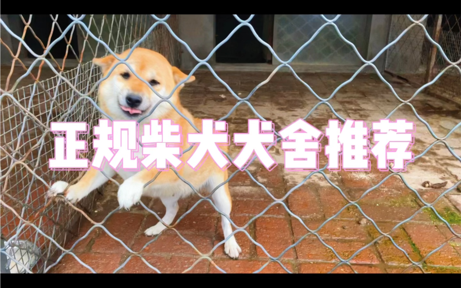 正规柴犬犬舍推荐哔哩哔哩bilibili