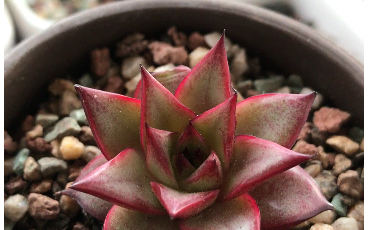 多肉植物红鹤大和锦的杂交品种红色叶缘