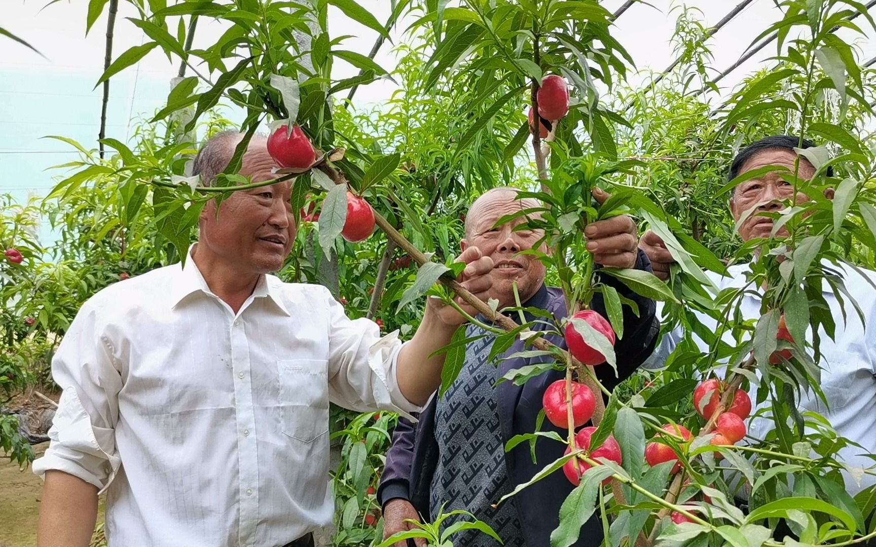 广宗大棚油蟠桃基地