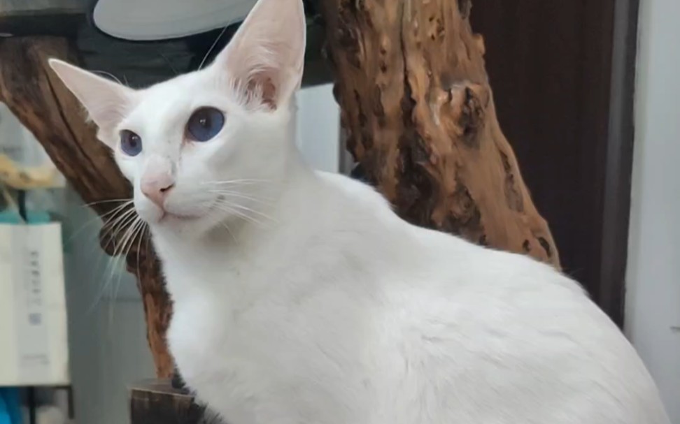 找家长 东方长毛猫 巴厘猫