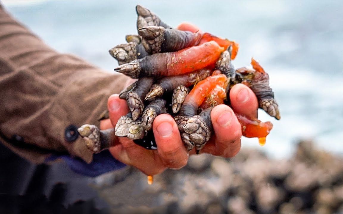 没人吃的藤壶在国外被视为珍宝,每磅可以售卖到100美元