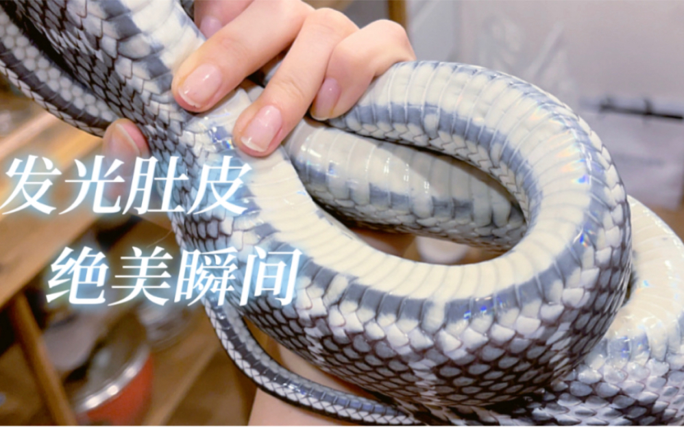 蛇蛇肚子超美!一捆漂亮绳子(笑)_哔哩哔哩_bilibili