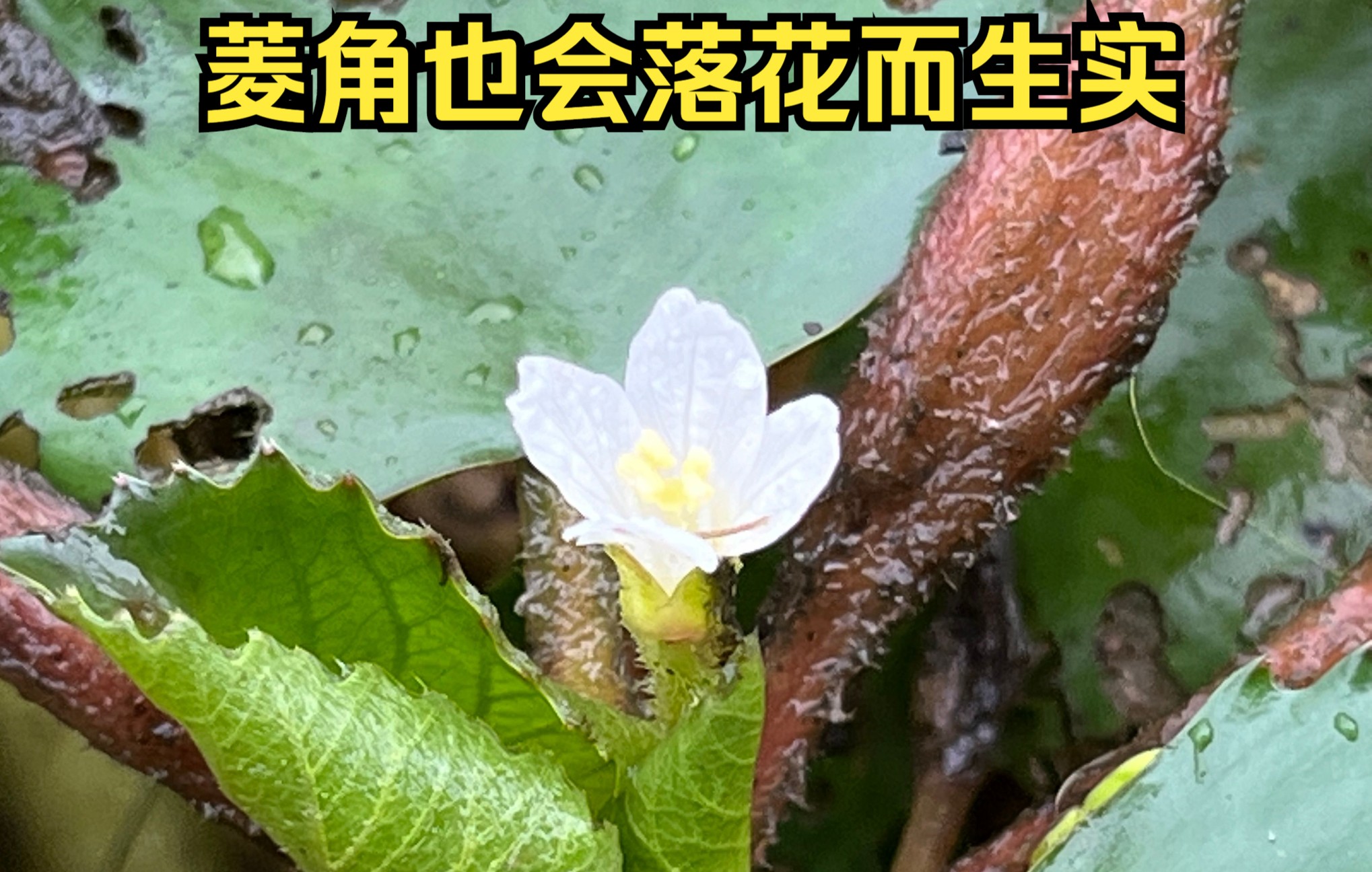 [图]一曲苏州话版的《采菱姑娘》即刻把你带到温婉的江南水乡