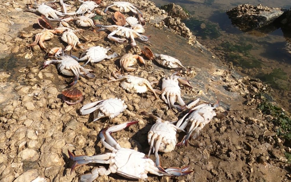 大庆赶海,遇上一群螃蟹集体晒太阳,也是第一次遇到这种事