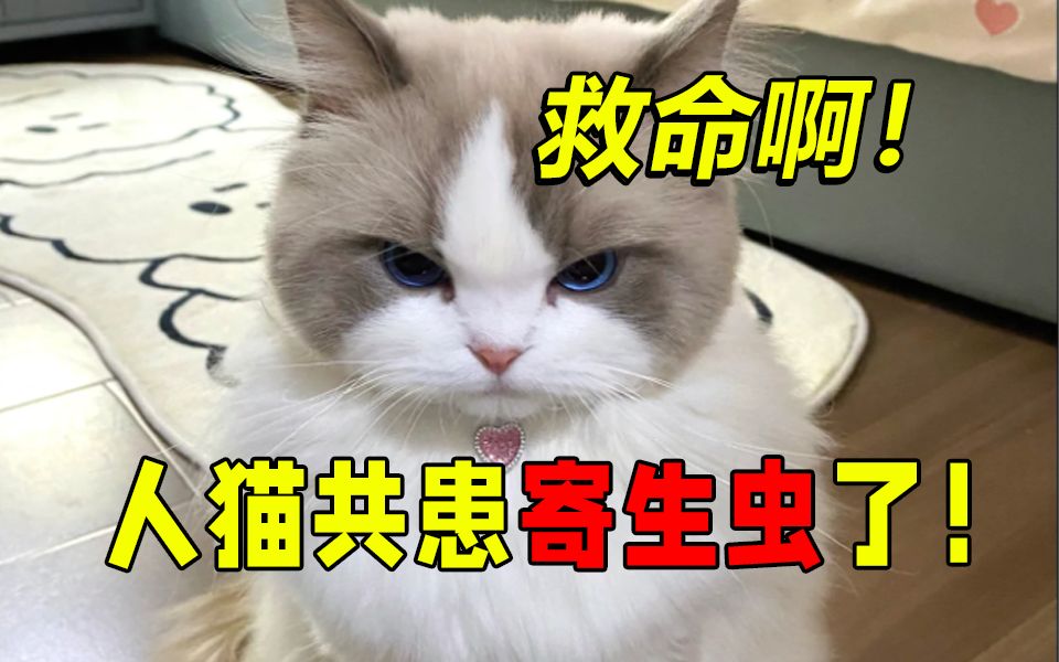 你真的会给猫咪驱虫吗?注意这几点,不做无效驱虫!哔哩哔哩bilibili