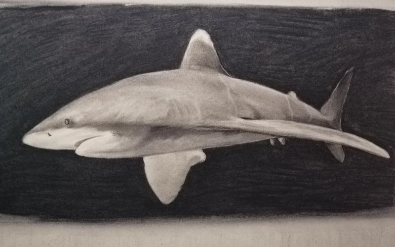 鲨鱼素描画远古图片