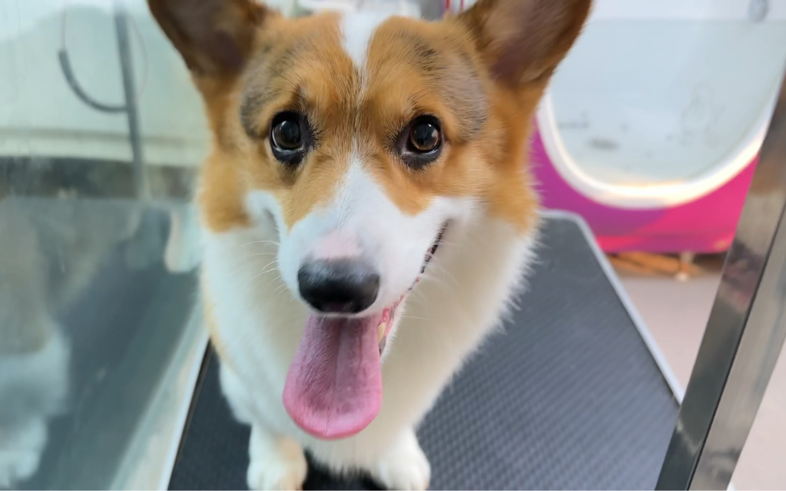 宠物店工打工人～阳光开朗的小短腿