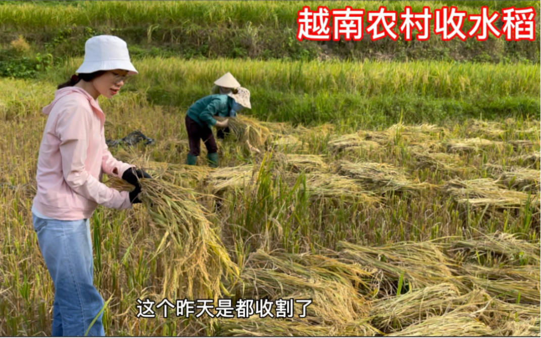 越南阿梅回老家帮爸妈收割水稻