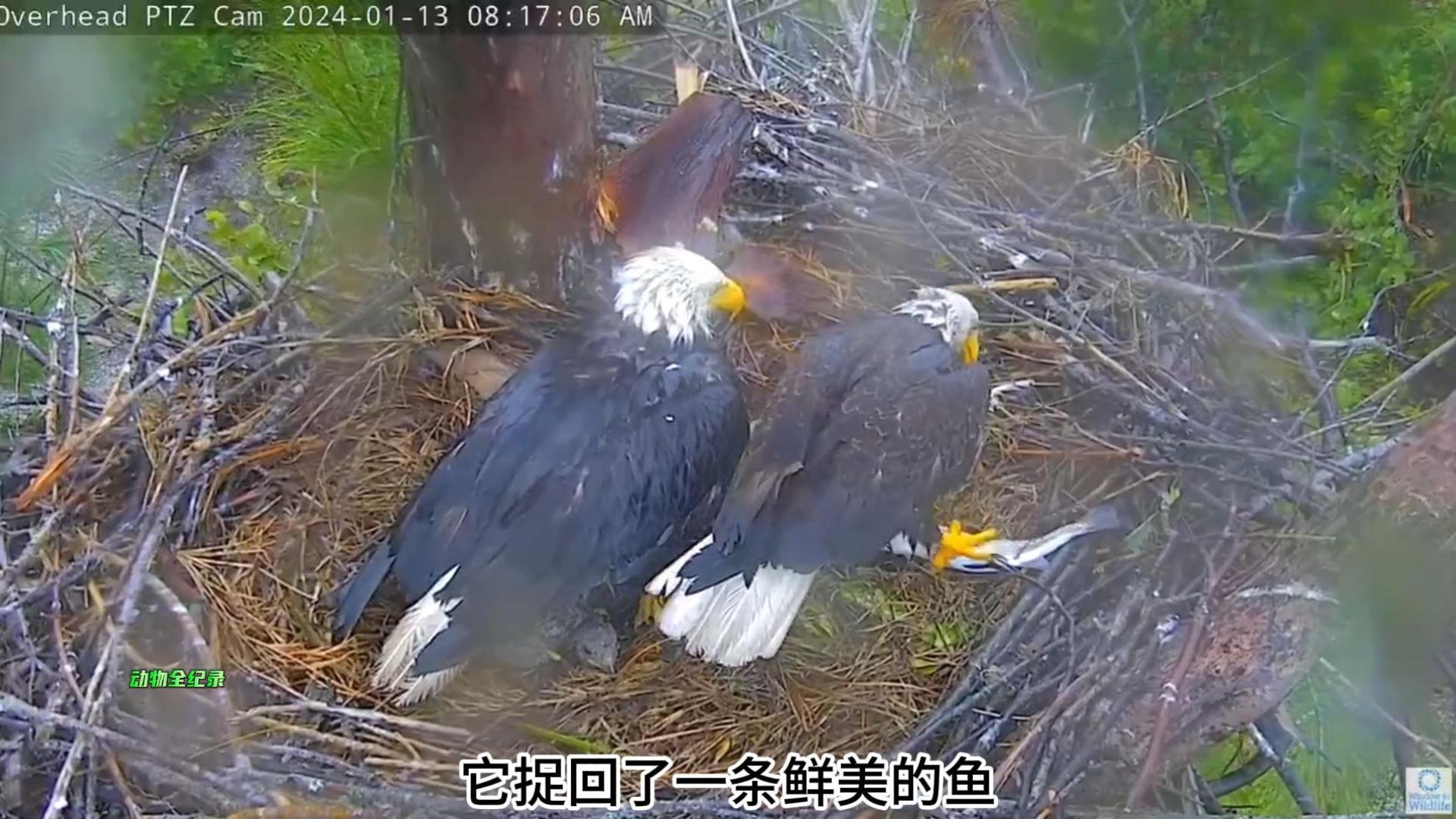 天下著雨,雕媽和幼崽是又冷又餓,雕爸雪中送炭,帶回了鮮美的魚