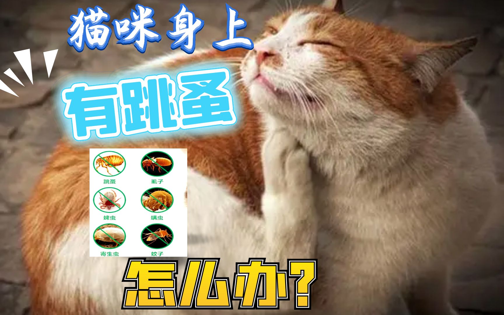 猫咪身上有跳蚤,久治不愈 难以根除 怎么办?哔哩哔哩bilibili