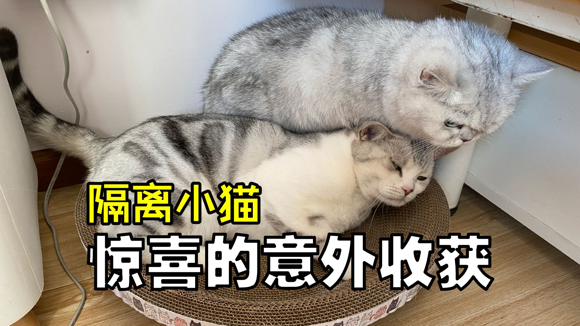 [图]开心开心！隔离小猫的意外收获！