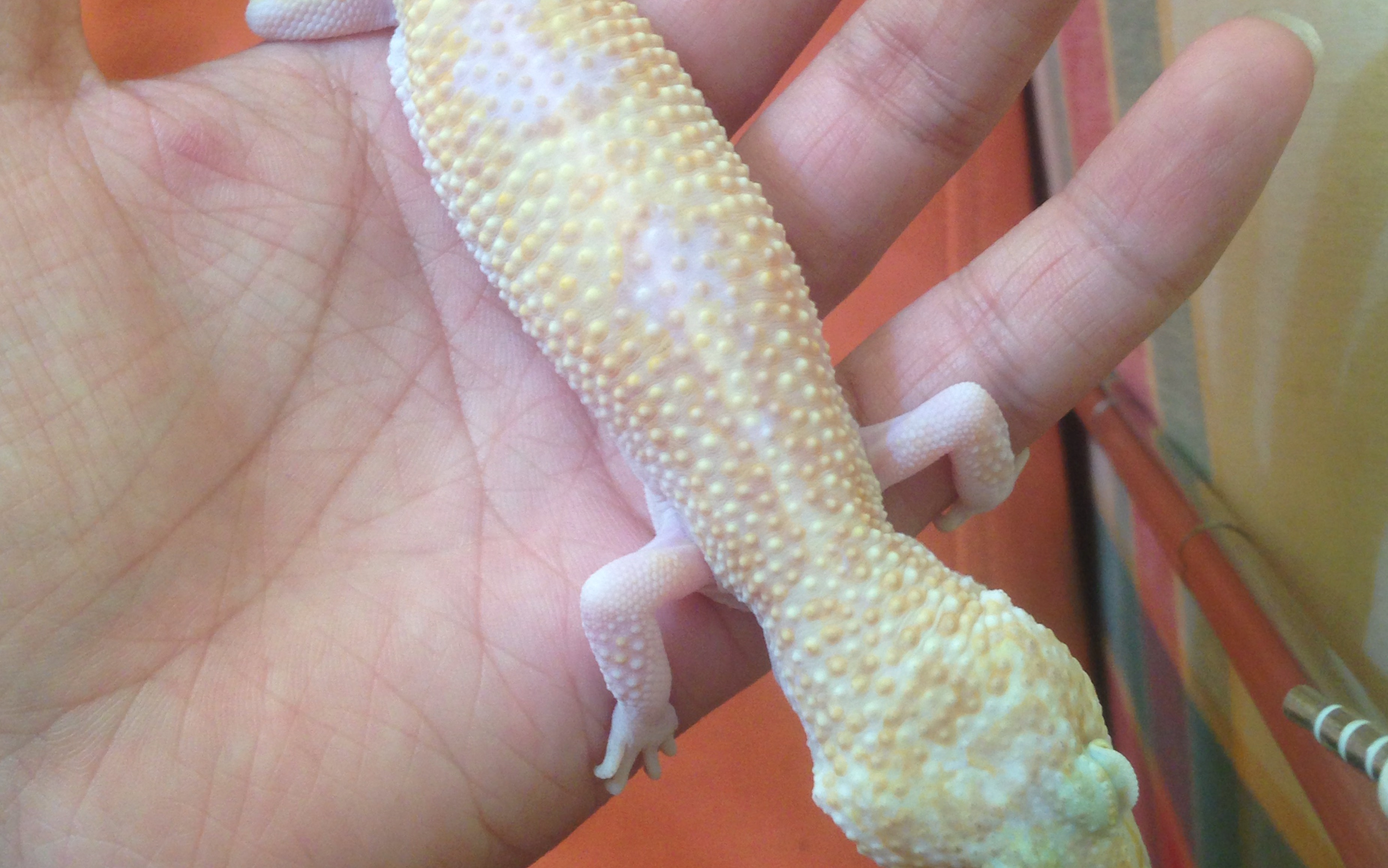 【第三十三期的开箱视频】……(红眼暴龙(成体母)守宫_哔哩哔哩_bili