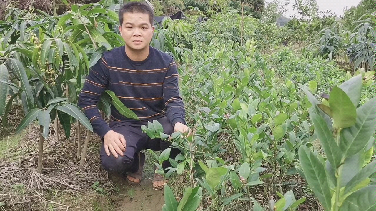 台湾四季无籽香水柠檬苗 带花带果发货有喜欢种植的可以关注我哦哔哩哔哩bilibili