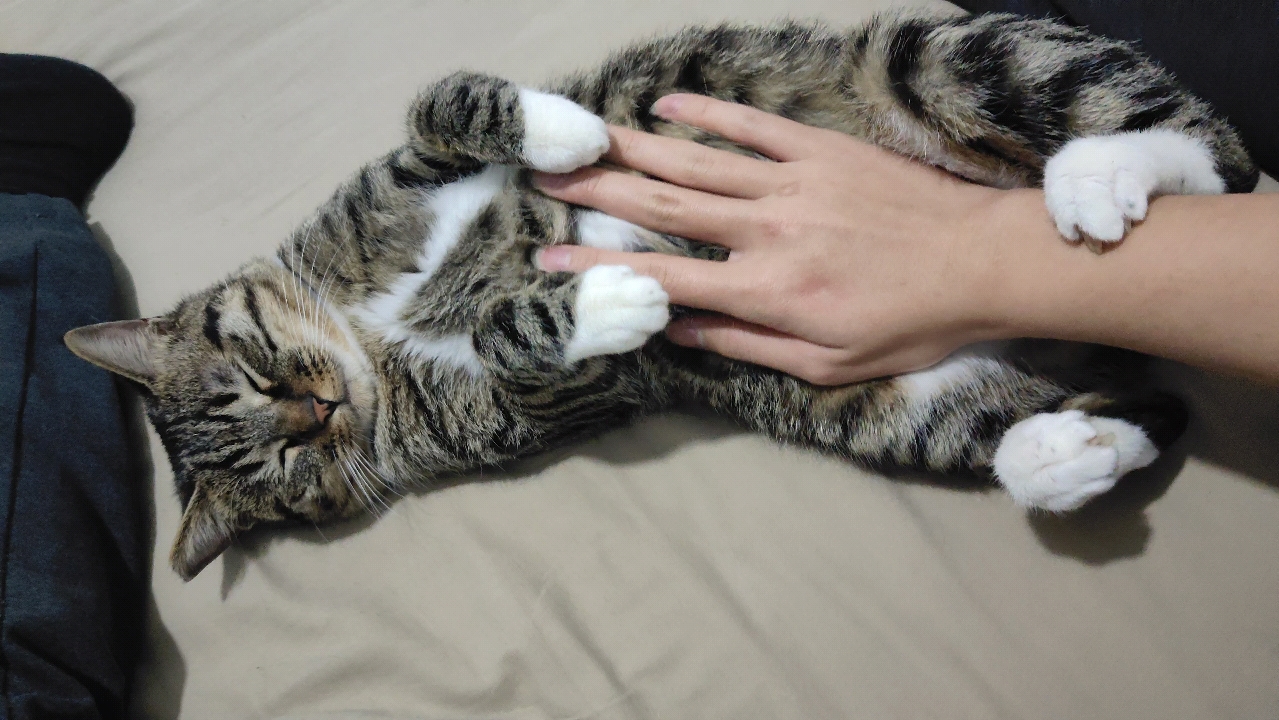 摸摸胖狸猫的肚子