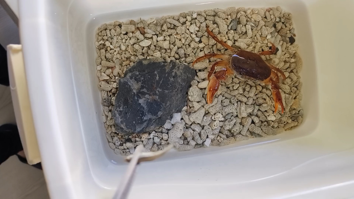 状态不错的尖叶龙溪蟹