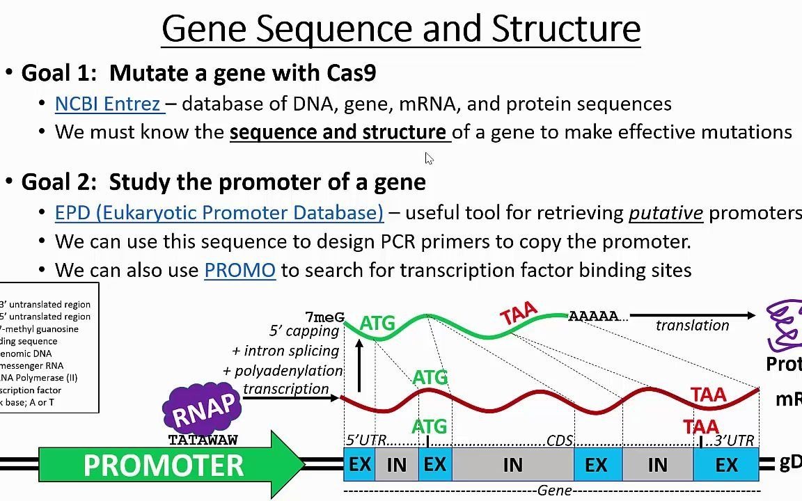 检索基因和启动子序列Retrieving Gene & Promoter Sequences哔哩哔哩bilibili