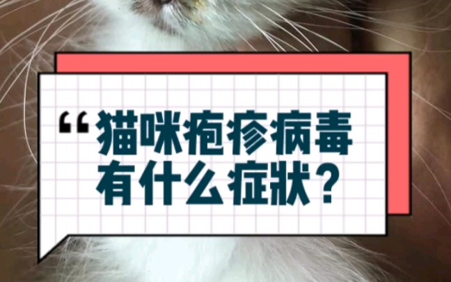 猫咪疱疹病毒有什么表现?哔哩哔哩bilibili