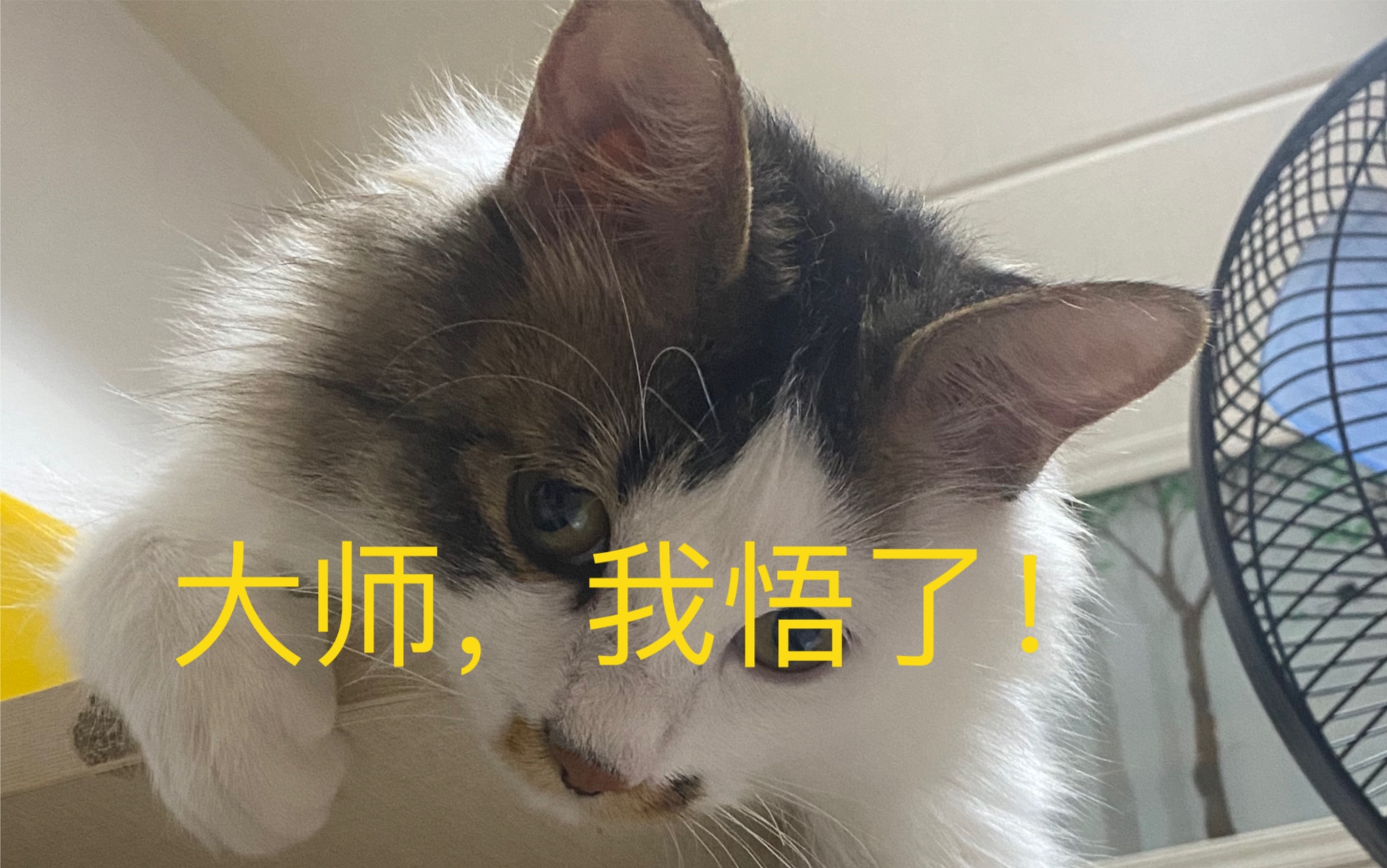 大师,我悟了.猫猫我啊,今晚就要去远航.