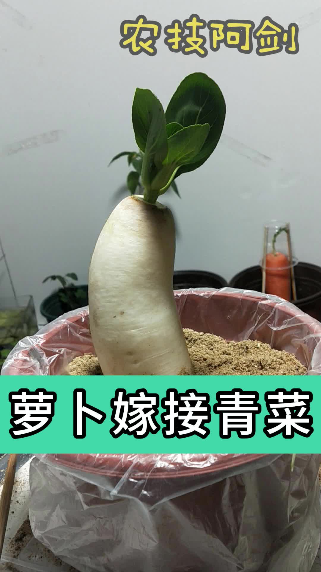 蘿蔔嫁接青菜