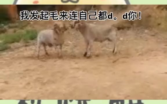 精神小羊爆笑来袭!猫后生配音秀哔哩哔哩bilibili