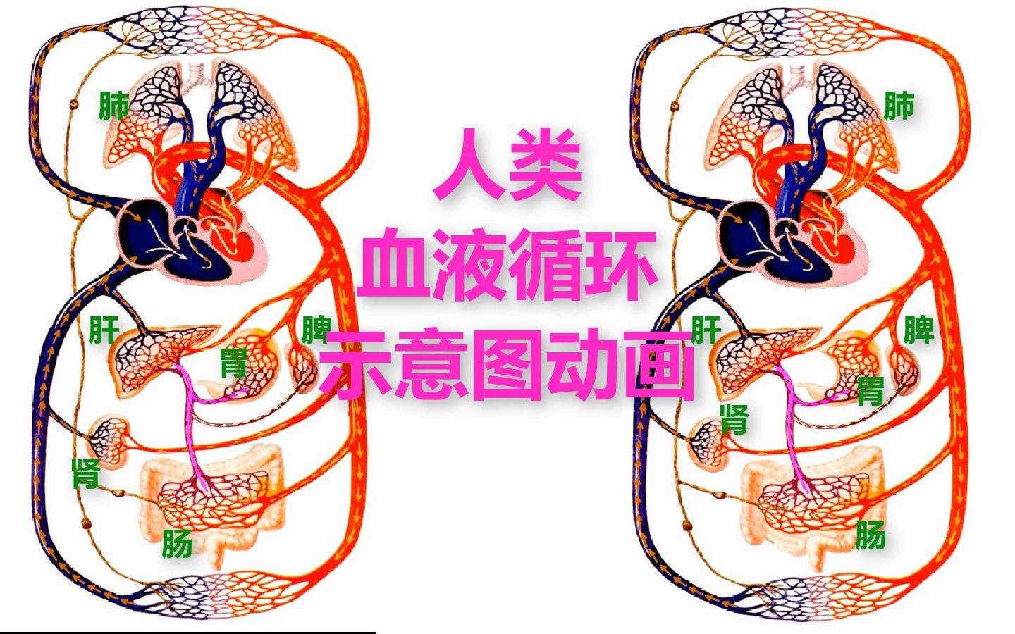 人类血液循环示意图动画哔哩哔哩bilibili