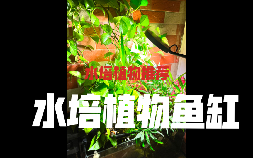 【干货分享】新手推荐【鱼缸水培绿萝怎么回事?水培植物与土培盆栽养殖难度比较.】哔哩哔哩bilibili