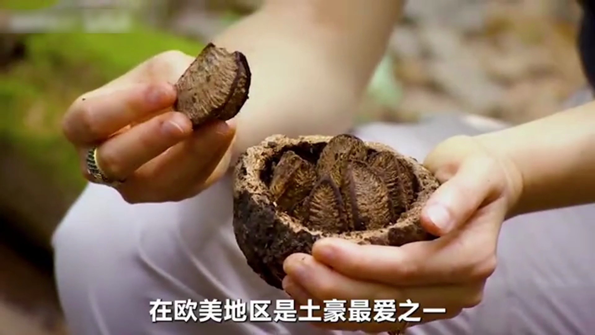 生长在热带雨林中的巴西鲍鱼果,你有吃过吗