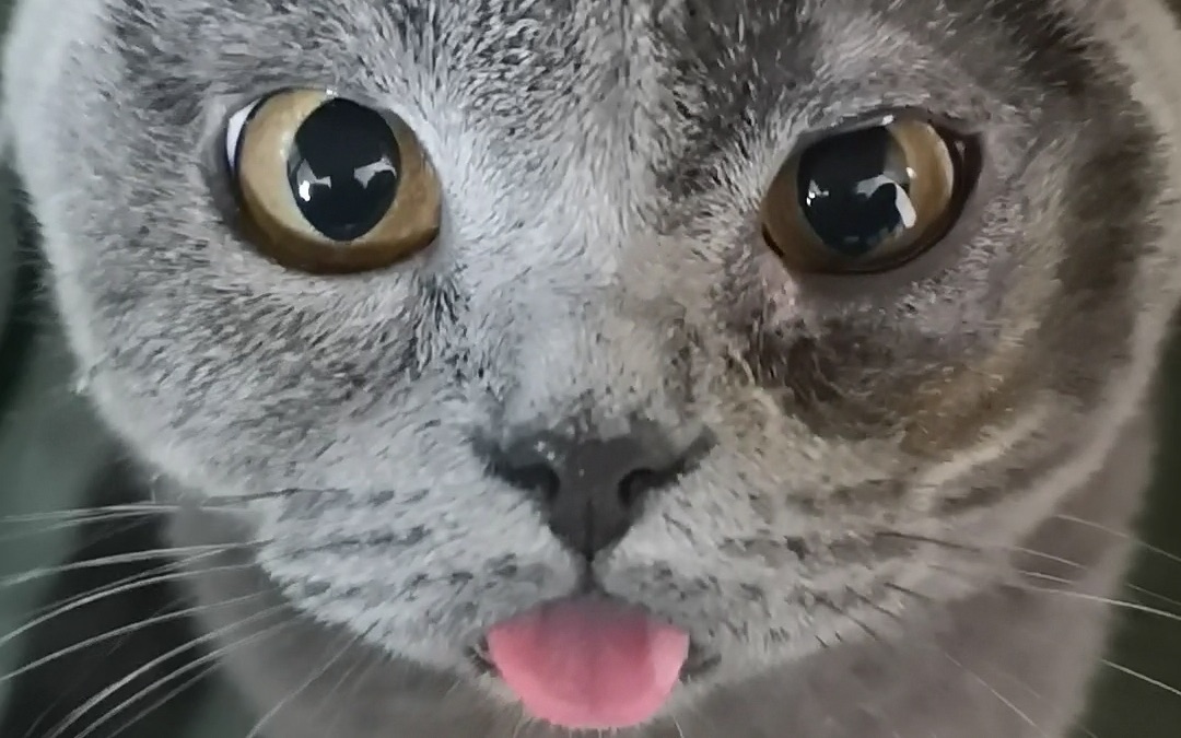 做完手术的安安终于摘掉脖圈重新做猫了!